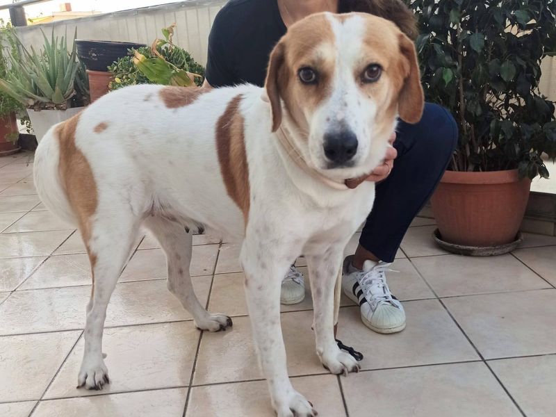 Abbie: de stille ster van je huishouden!