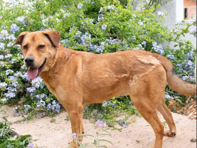 Akilla – jouw knuffelkampioen met pit!