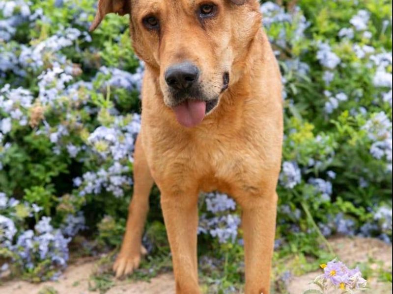 Akilla – jouw knuffelkampioen met pit!