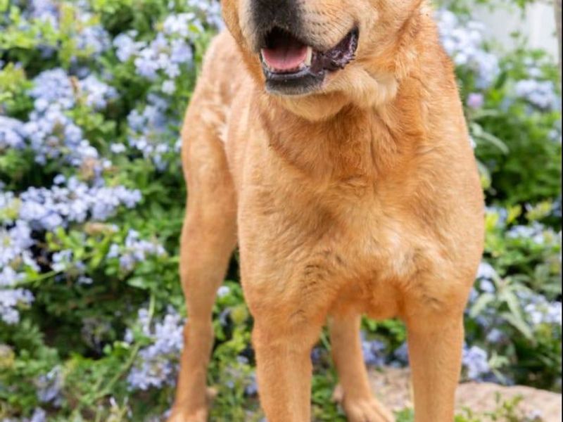 Akilla – jouw knuffelkampioen met pit!