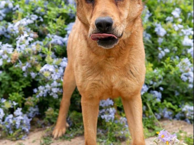 Akilla – jouw knuffelkampioen met pit!