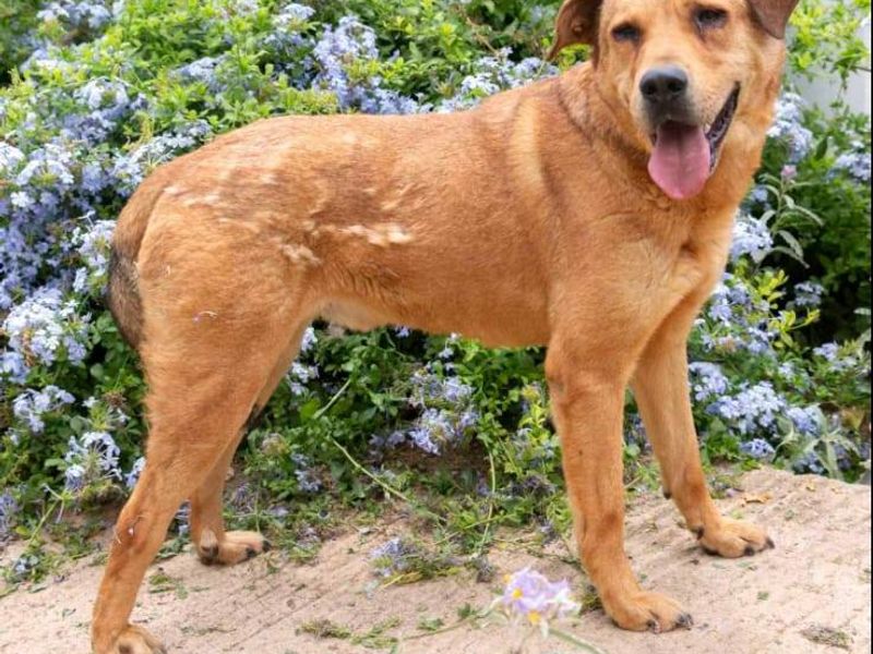 Akilla – jouw knuffelkampioen met pit!