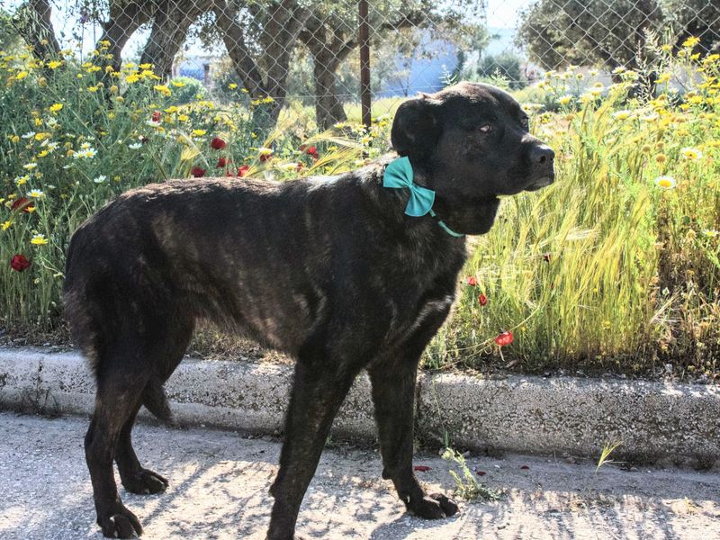 Familiehond Nigra is lief, zacht, avontuurlijk en zoekt haar gouden mandje!