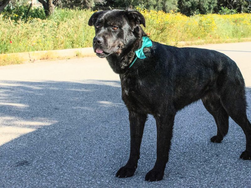 Familiehond Nigra is lief, zacht, avontuurlijk en zoekt haar gouden mandje!