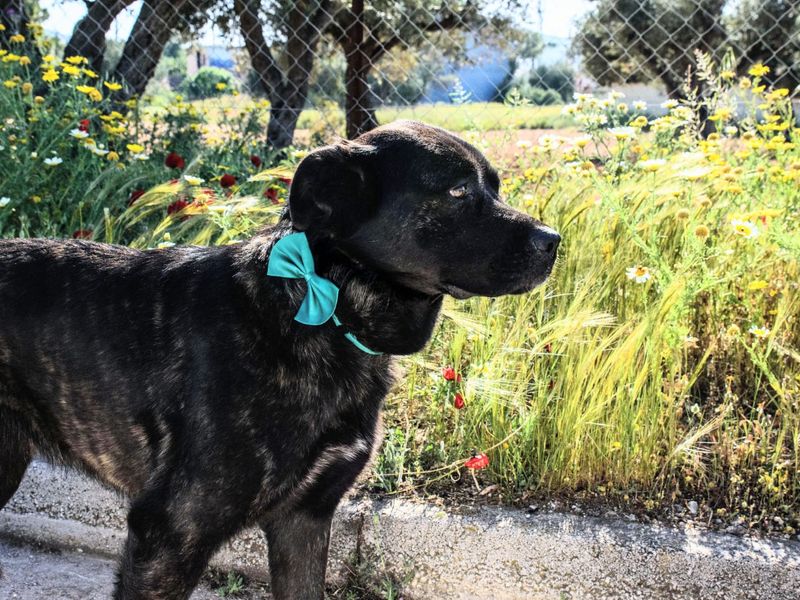Familiehond Nigra is lief, zacht, avontuurlijk en zoekt haar gouden mandje!
