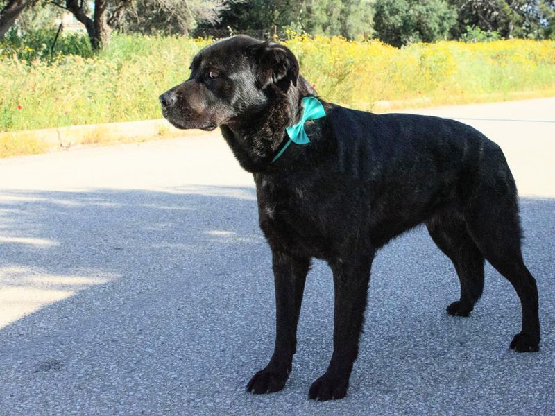 Familiehond Nigra is lief, zacht, avontuurlijk en zoekt haar gouden mandje!