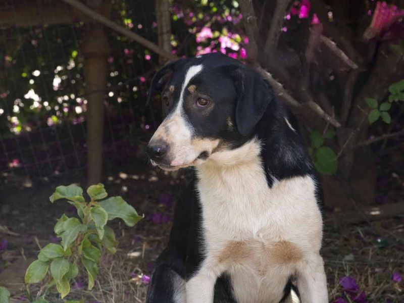 Noir – een stille heldin op zoek naar zachtheid en vertrouwen 