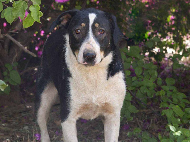 Noir – een stille heldin op zoek naar zachtheid en vertrouwen 