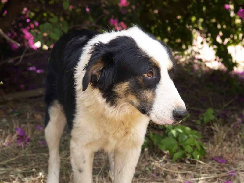 Noir – een stille heldin op zoek naar zachtheid en vertrouwen 