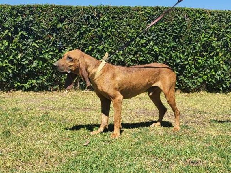 Achilles zoekt een actieve familie!