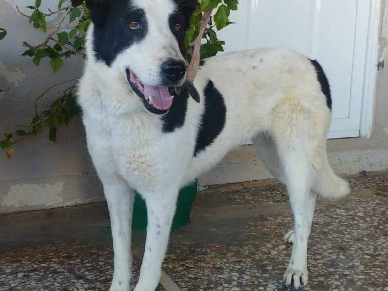 Beveiliging met een hart – maak kennis met Carla