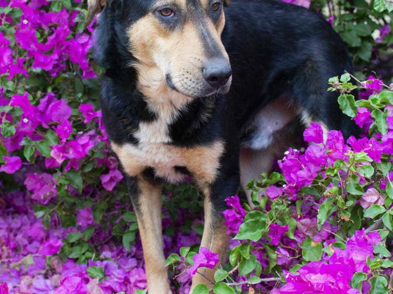 Een nieuw begin voor zachtaardige Paul – geef hem de rust en liefde die hij verdient.