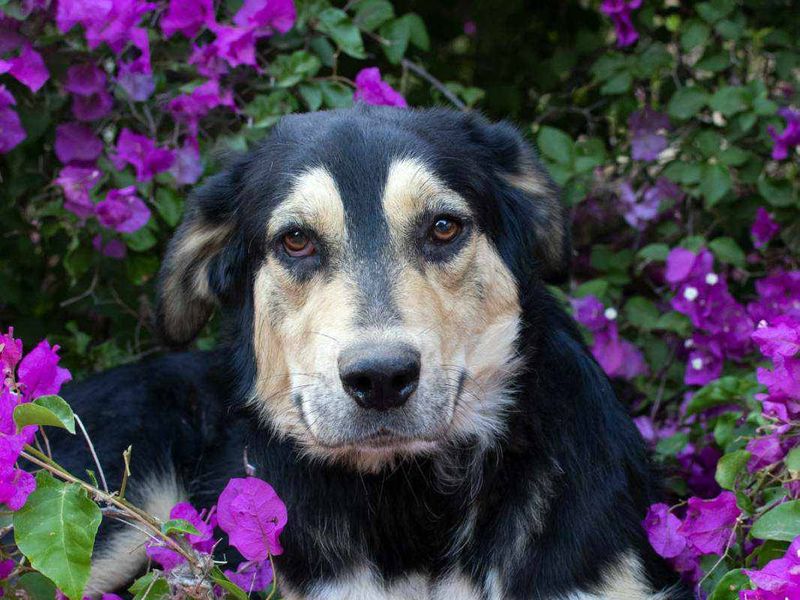 Zachtaardige Paula zoekt een rustige plek om te bloeien