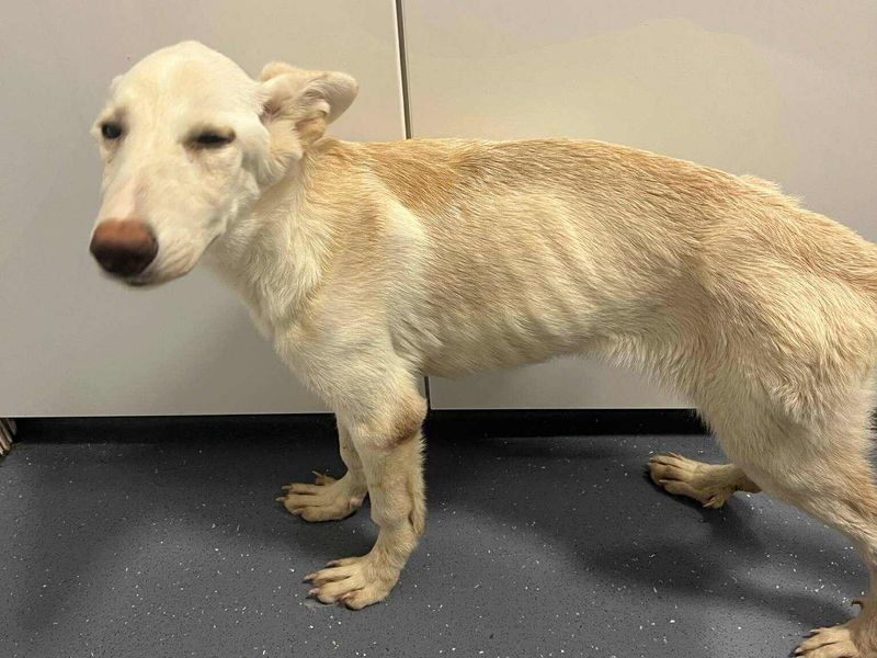 Snowy zoekt een toekomst vol liefde – help jij haar op weg?