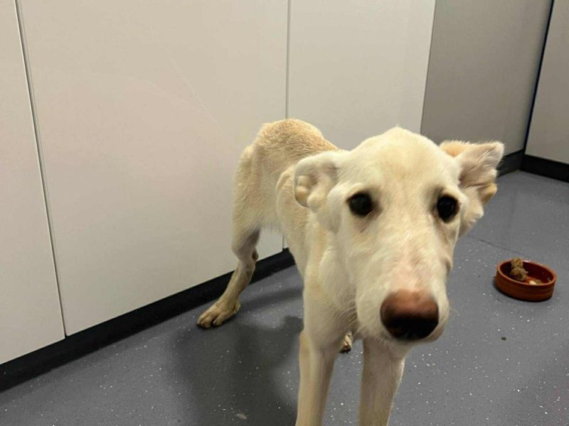 Snowy zoekt een toekomst vol liefde – help jij haar op weg?