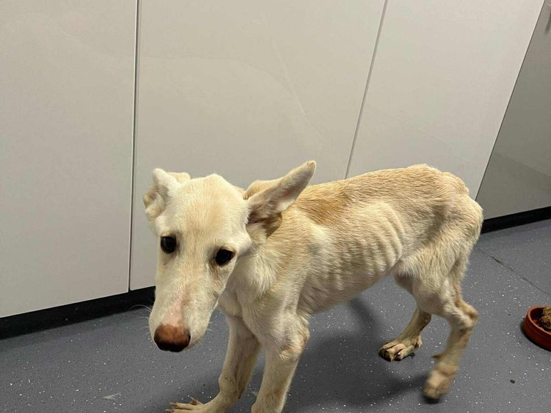 Snowy zoekt een toekomst vol liefde – help jij haar op weg?