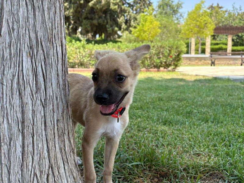 Shayla zoekt een knuffelmaatje – ben jij haar match?