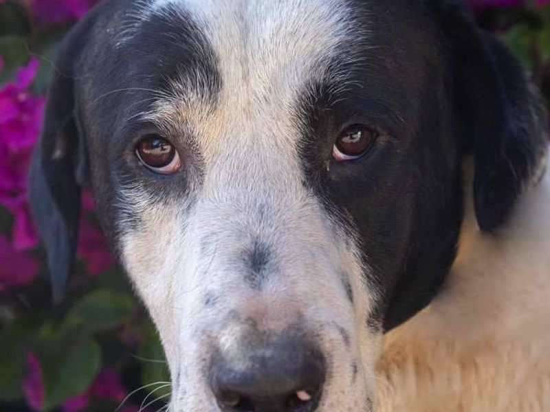 Lieve vrolijke Pluto is hij niet prachtig 