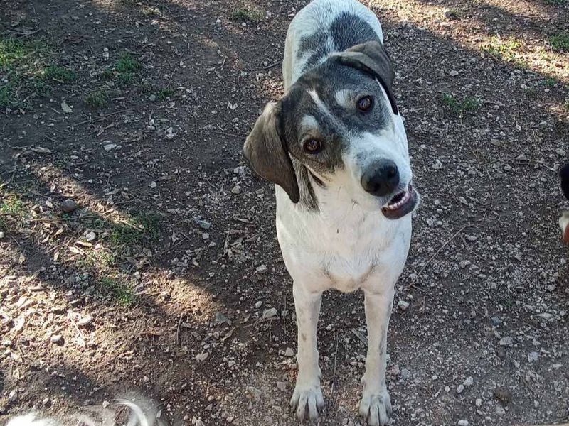 Demi hart van goud op vier poten 