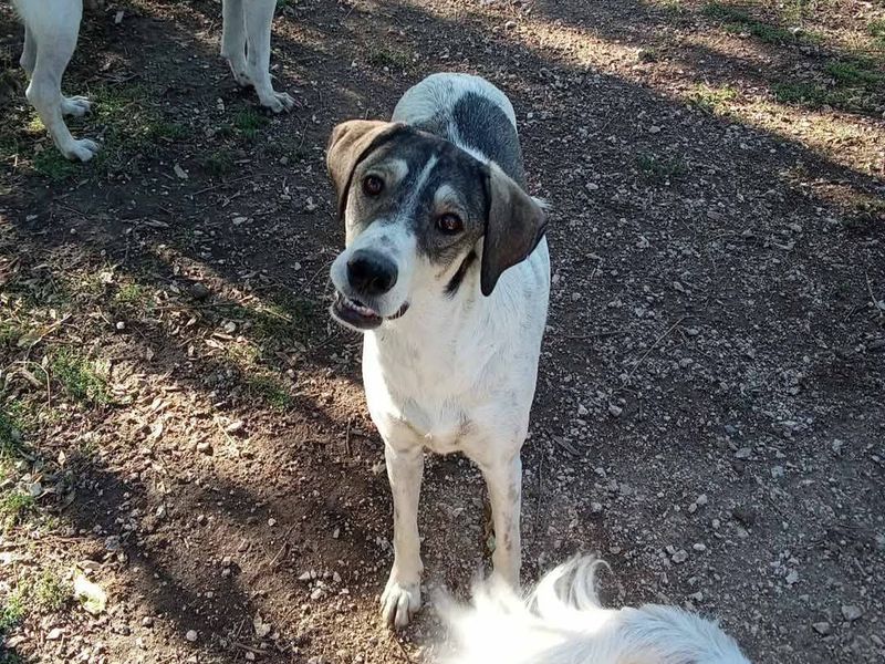 Demi hart van goud op vier poten 