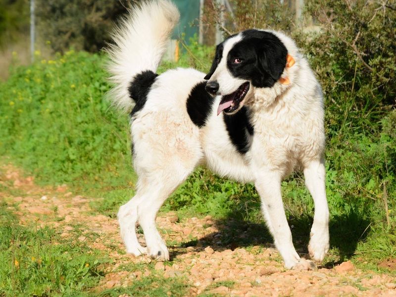 Beethoven jouw avontuurbuddy