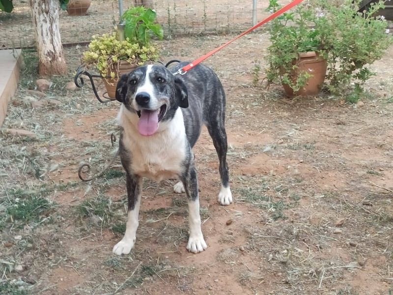 Jonge zachtaardige dame