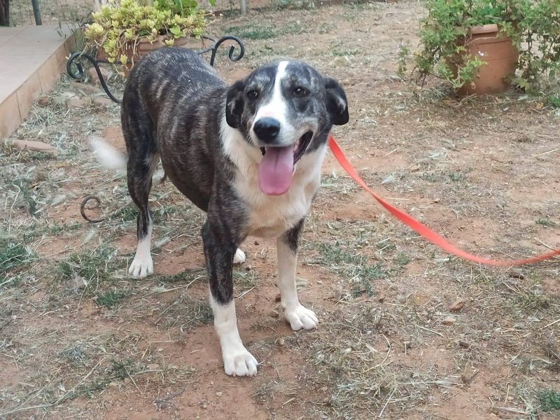 Jonge zachtaardige dame