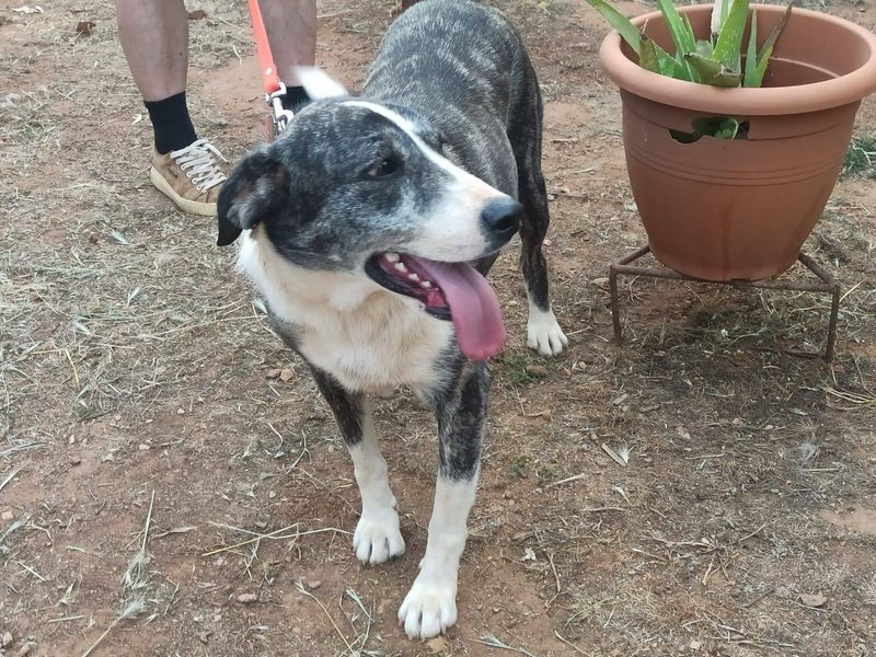 Jonge zachtaardige dame