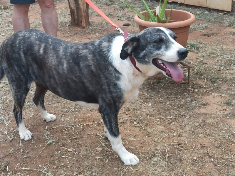 Jonge zachtaardige dame