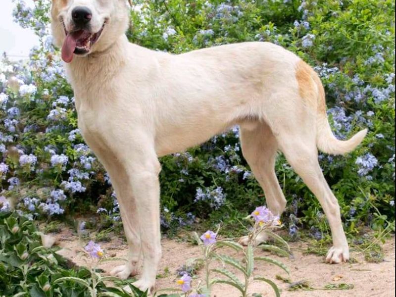 Soi vrolijke hond met een hartje van goud 