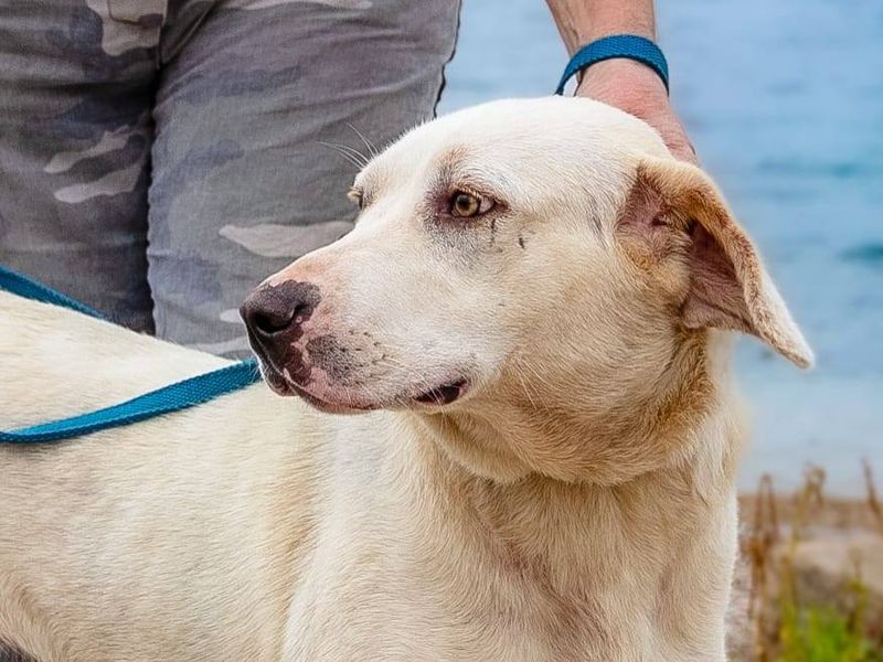 Soi vrolijke hond met een hartje van goud 