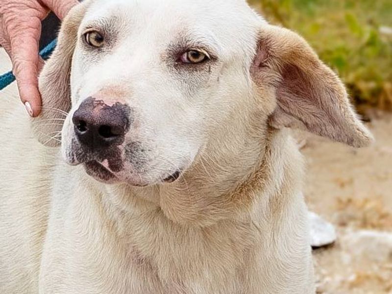 Soi vrolijke hond met een hartje van goud 