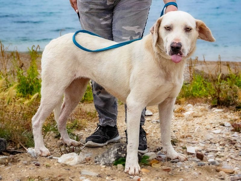 Soi vrolijke hond met een hartje van goud 
