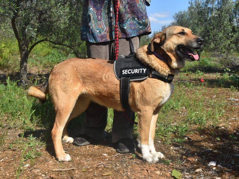 Kirki vrolijke meid zoek een warm liefdevol baasje 