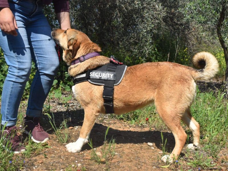 Kirki vrolijke meid zoek een warm liefdevol baasje 