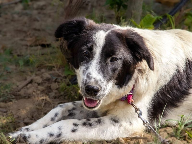 Mooie lieve Lilly zoek haar mandje 