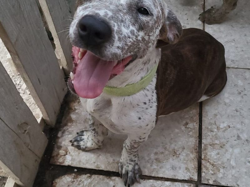 Knuffelalarm! Ava en Mateo zoeken een baasje met een groot hart en een zachte mand.