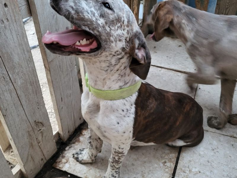 Knuffelalarm! Ava en Mateo zoeken een baasje met een groot hart en een zachte mand.