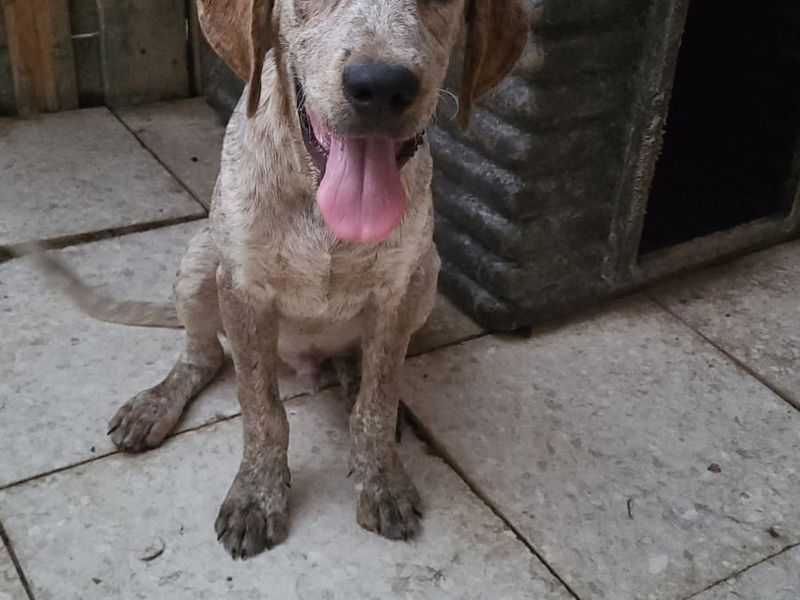 Knuffelalarm! Ava en Mateo zoeken een baasje met een groot hart en een zachte mand.