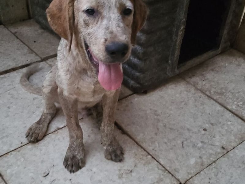Knuffelalarm! Ava en Mateo zoeken een baasje met een groot hart en een zachte mand.