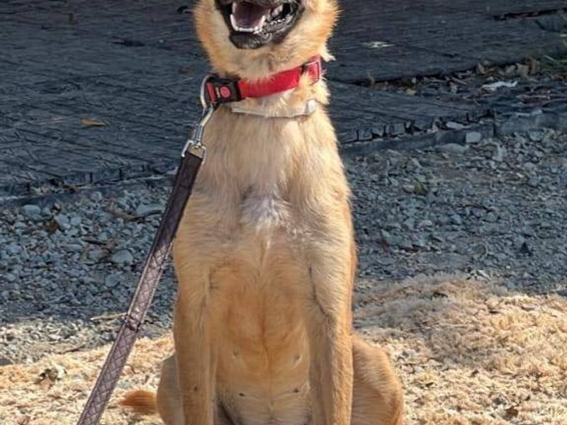 Sofia: knap koppie, gouden hart – wie mag haar beste vriend worden?