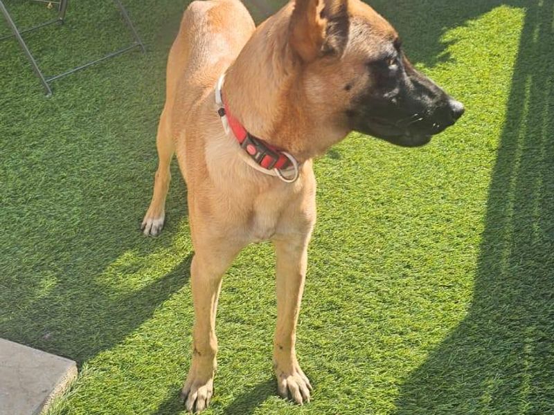 Sofia: knap koppie, gouden hart – wie mag haar beste vriend worden?