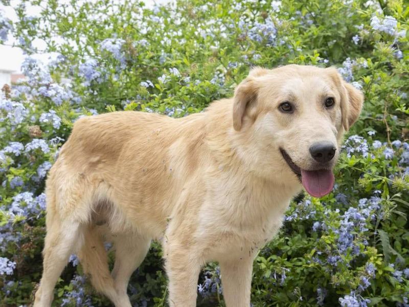 Lieve blonde Otto wil ook graag een warm liefdevol huisje 