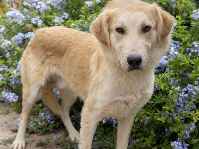 Lieve blonde Otto wil ook graag een warm liefdevol huisje 