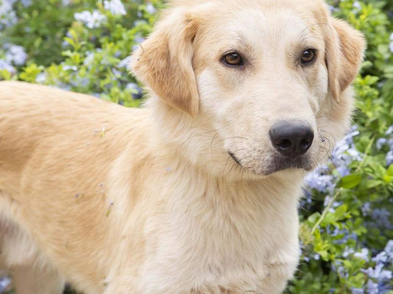 Lieve blonde Otto wil ook graag een warm liefdevol huisje 