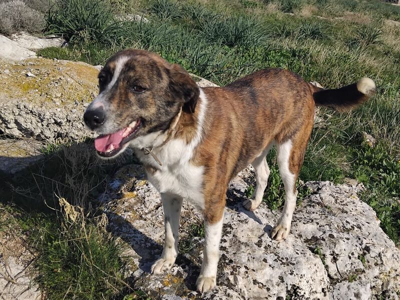 Bella op zoek naar een goud mandje 