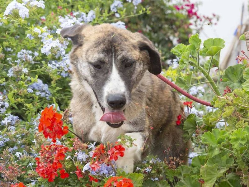 Bella op zoek naar een goud mandje 