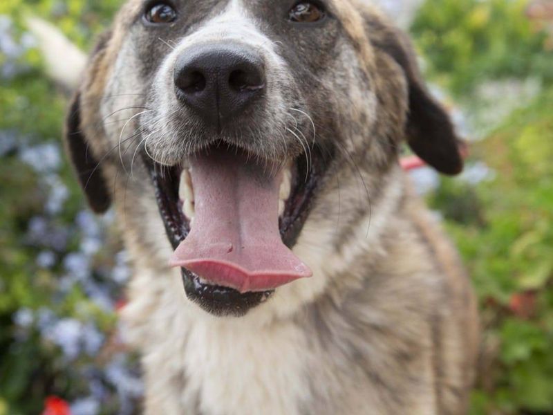 Bella op zoek naar een goud mandje 