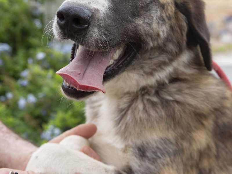 Bella op zoek naar een goud mandje 