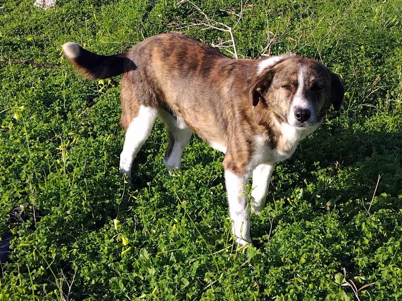 Bella op zoek naar een goud mandje 